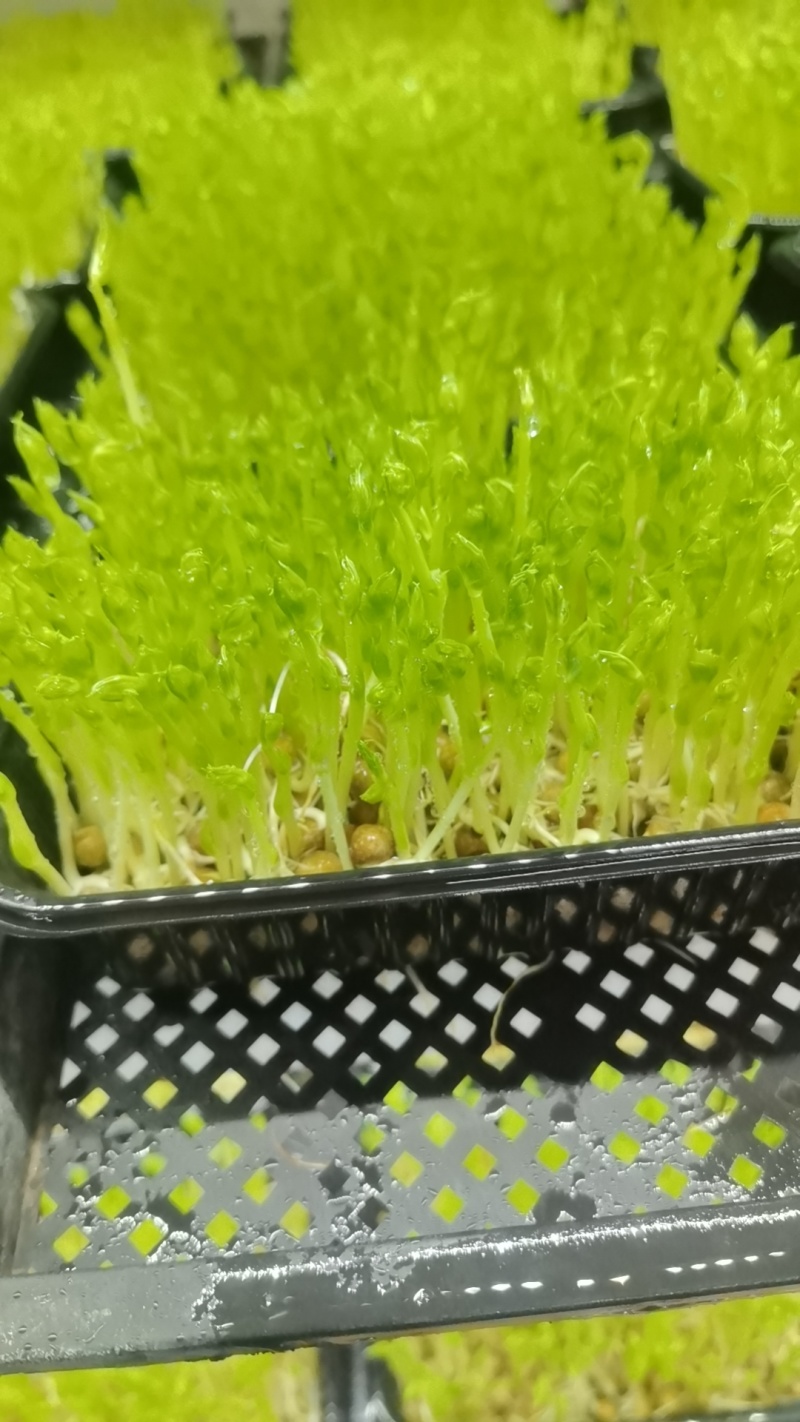 精品盒装豌豆苗