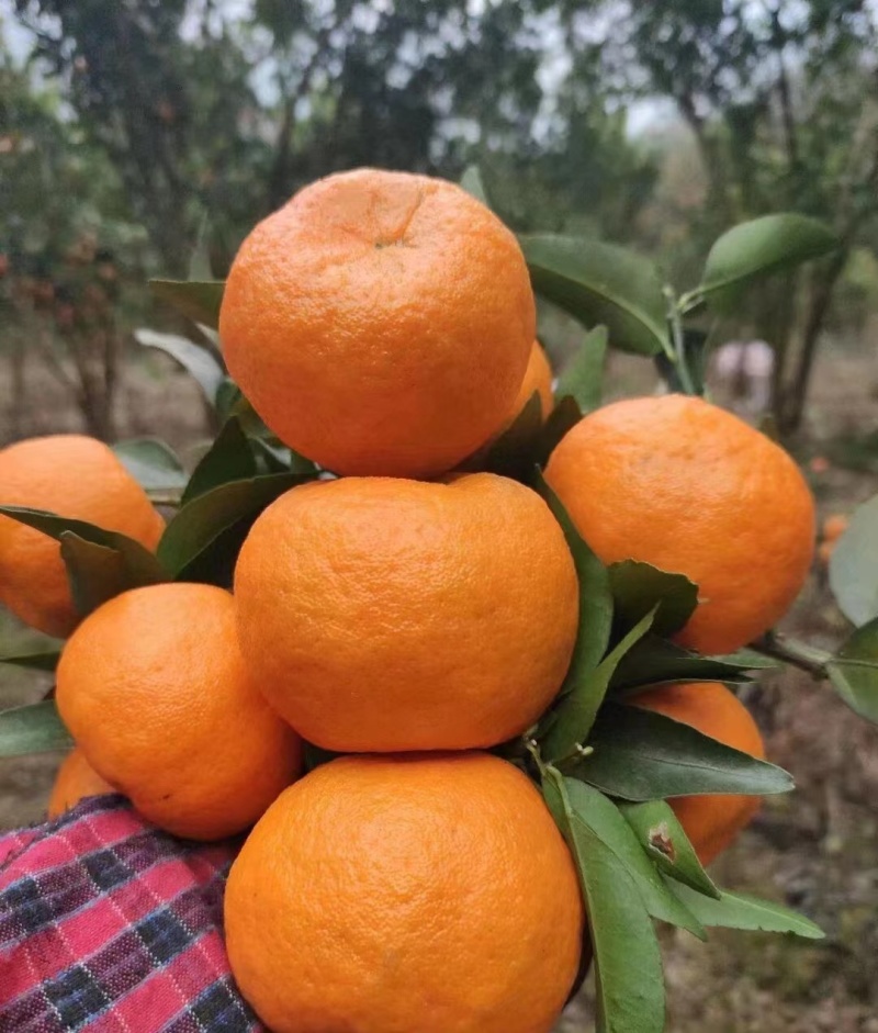 【推荐】椪柑芦柑无籽化渣纯甜无酸果园直采