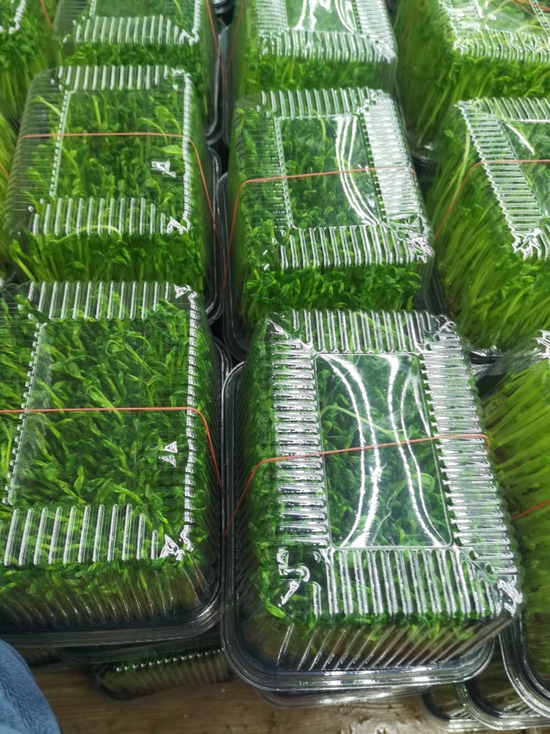 精品盒装豌豆苗