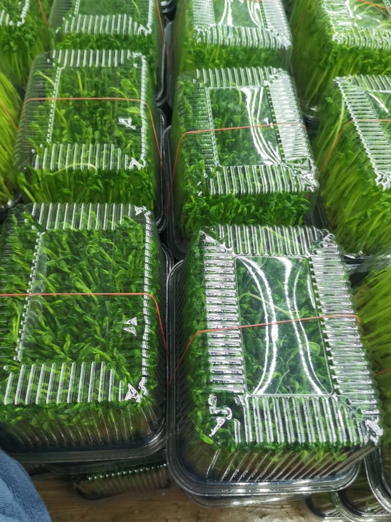 精品盒装豌豆苗