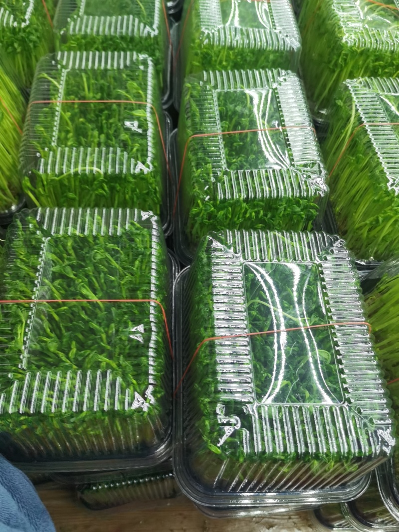 精品盒装豌豆苗