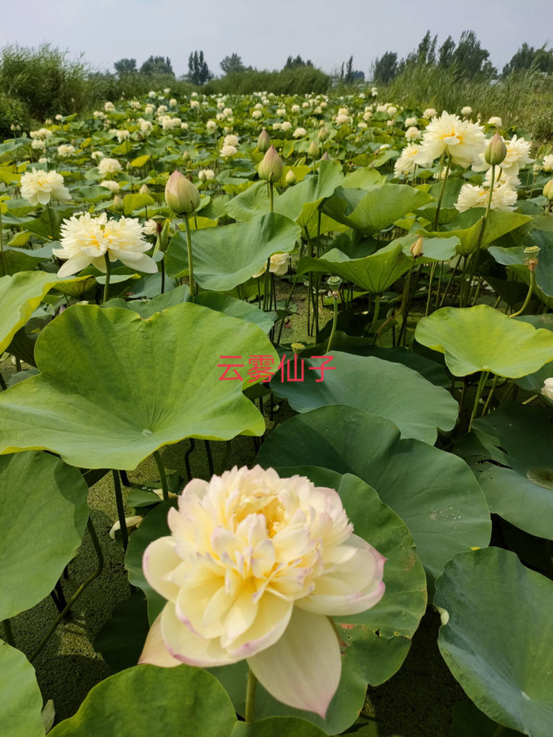 观赏型荷花苗，重瓣精品荷花，四十个品种，欢迎订购