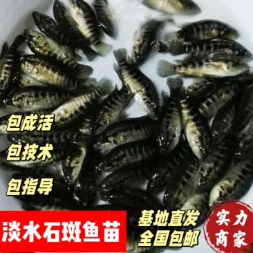 淡水石斑鱼苗珍珠老虎石斑鱼苗花斑鱼苗出售养殖技术指导