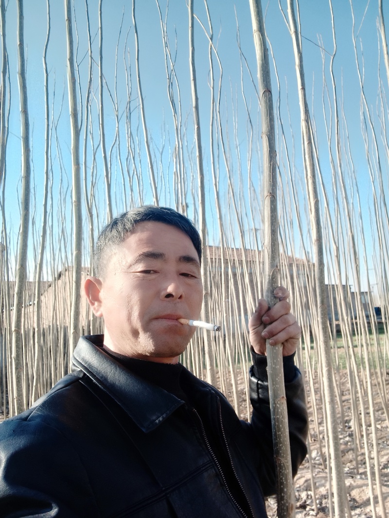 杨树苗
