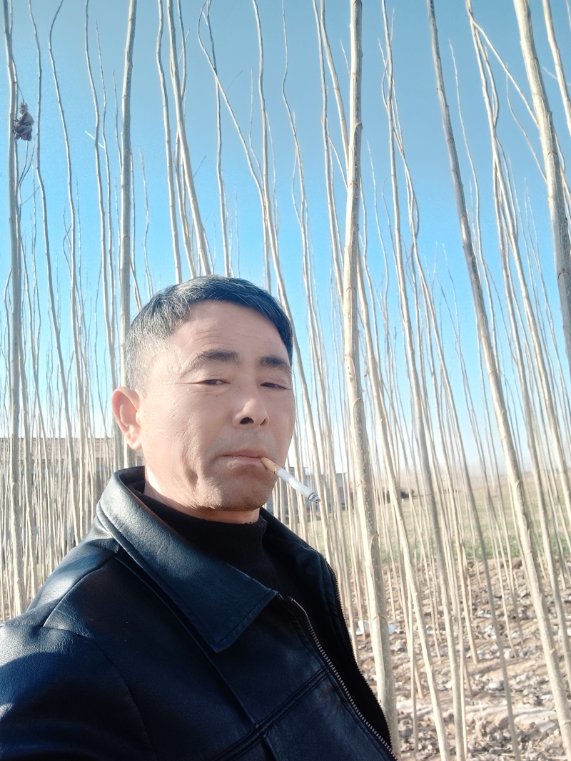 杨树苗