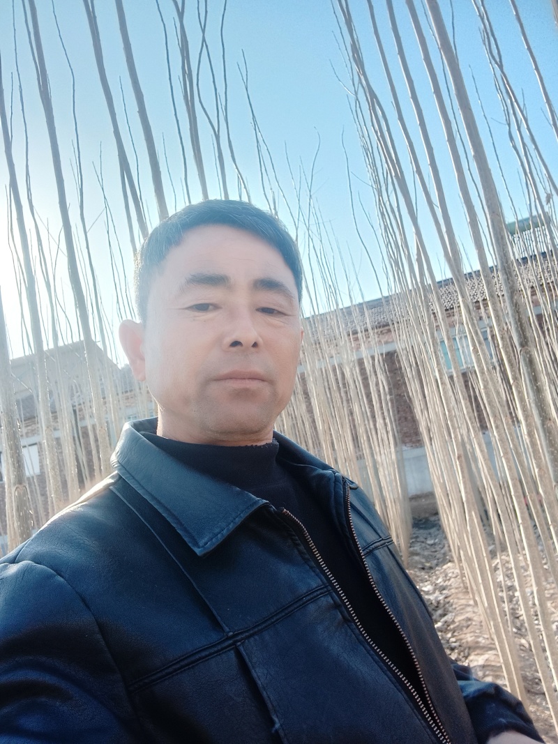 杨树苗