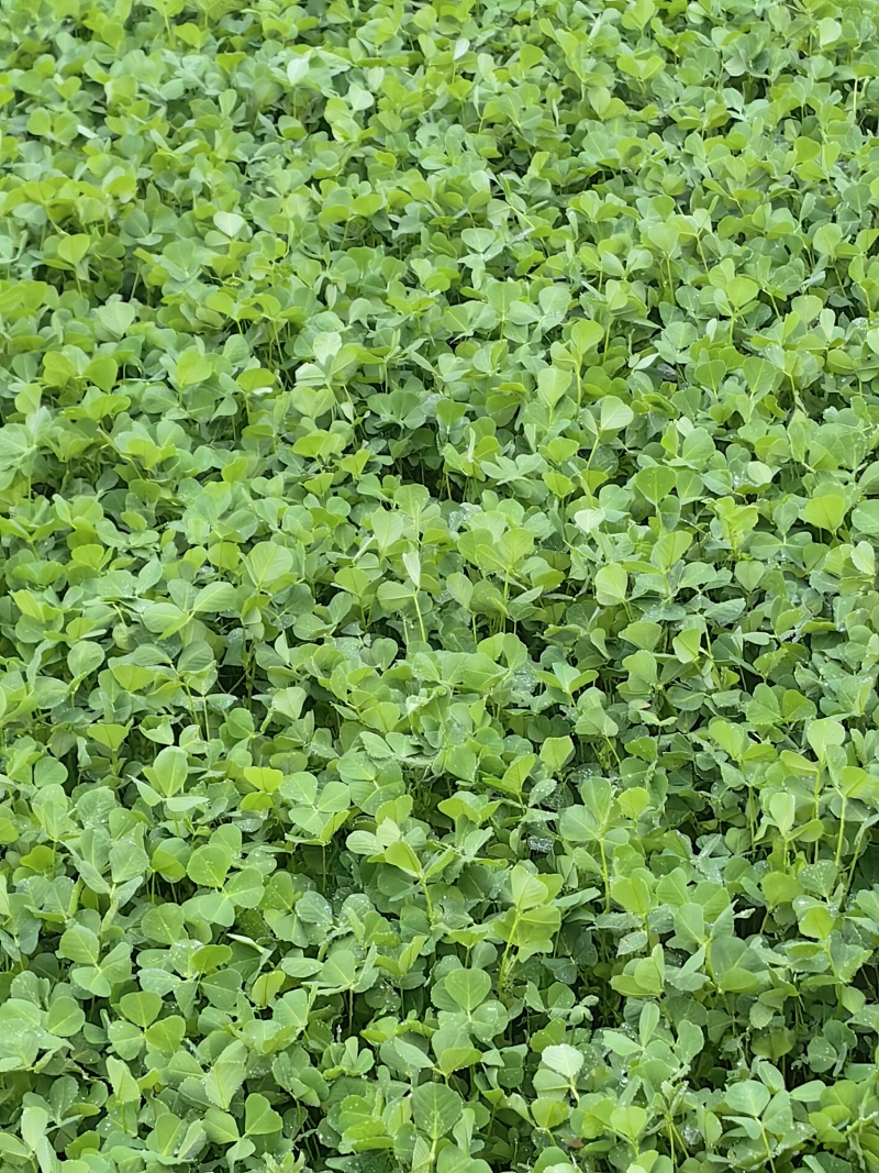 草头