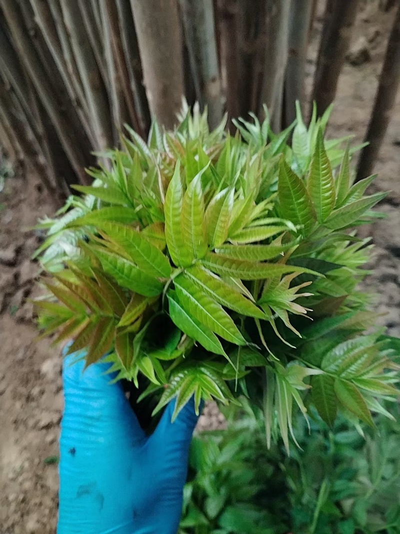 陕西省大棚香椿芽