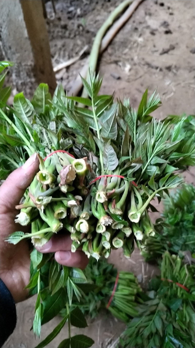 陕西省大棚香椿芽