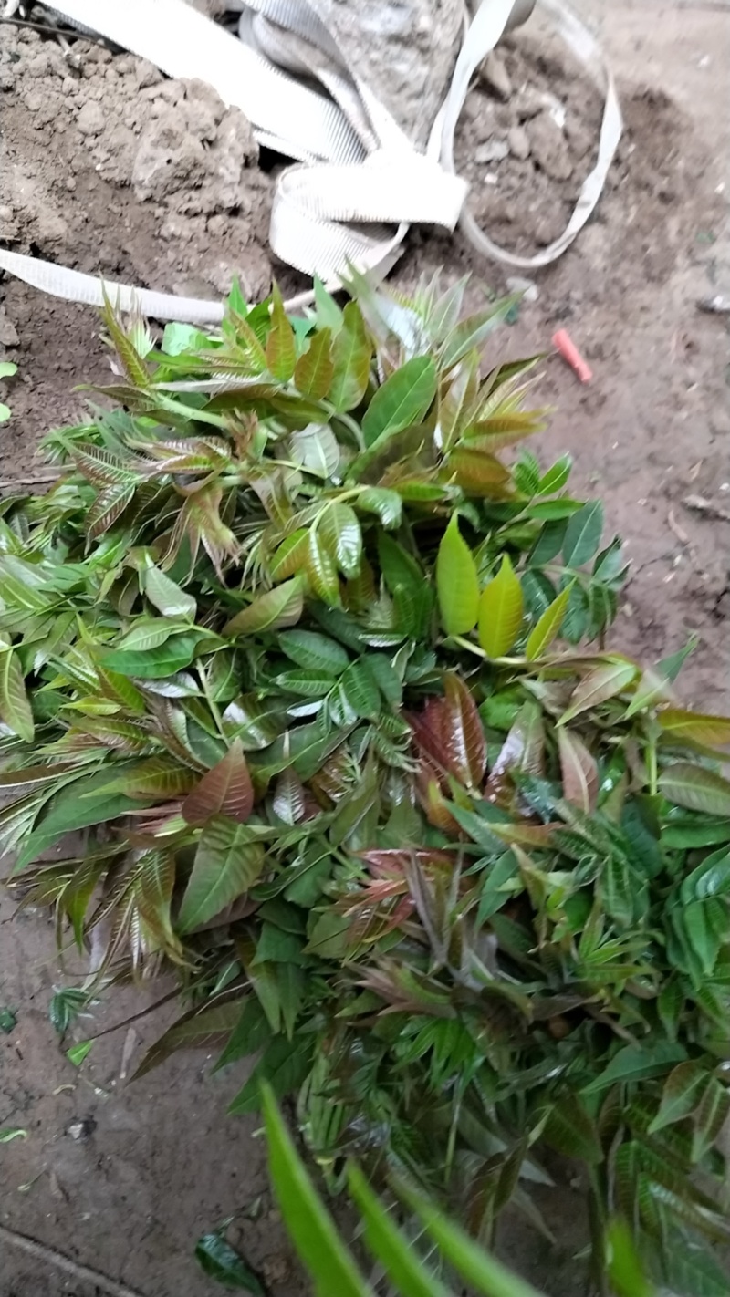 陕西省大棚香椿芽