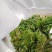 陕西省大棚香椿芽