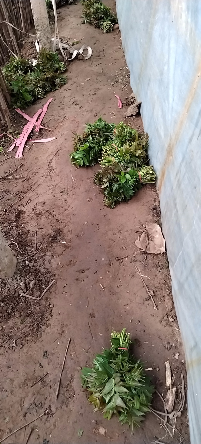 陕西省大棚香椿芽