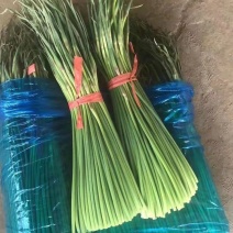 聊城~红帽蒜薹~聊城~大张本地货~全年供应