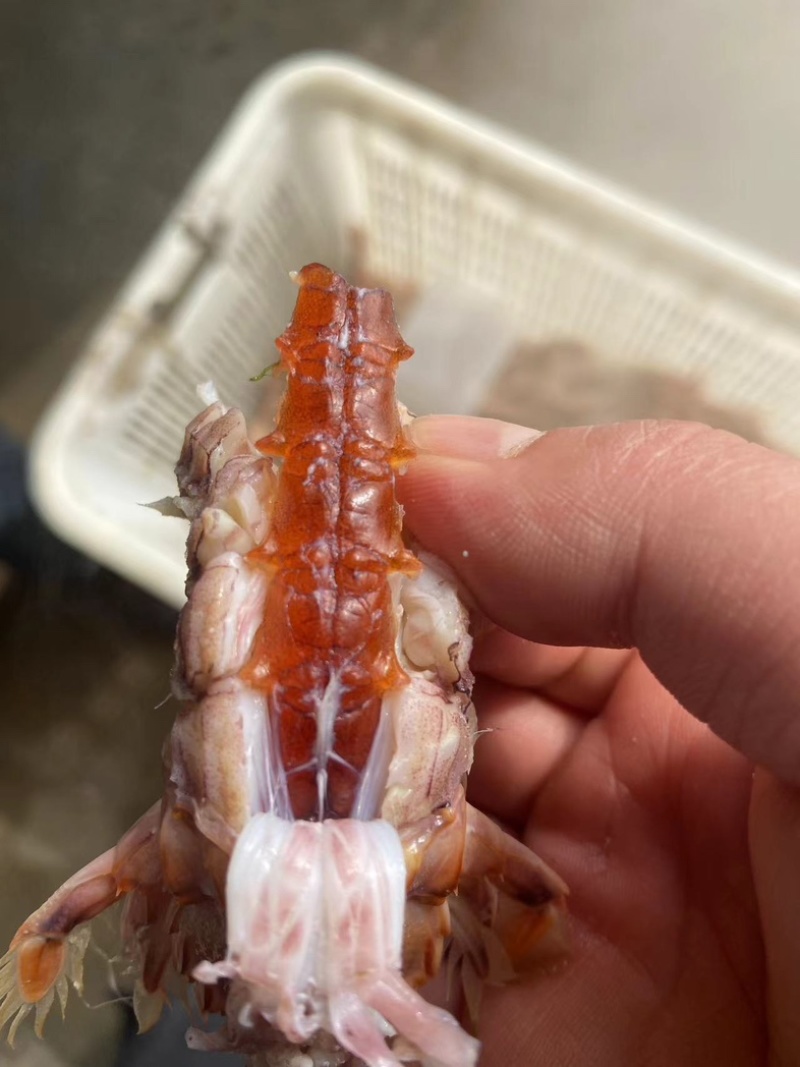 皮皮虾虾爬子带膏皮皮虾虾姑虾婆江苏水产基地直发