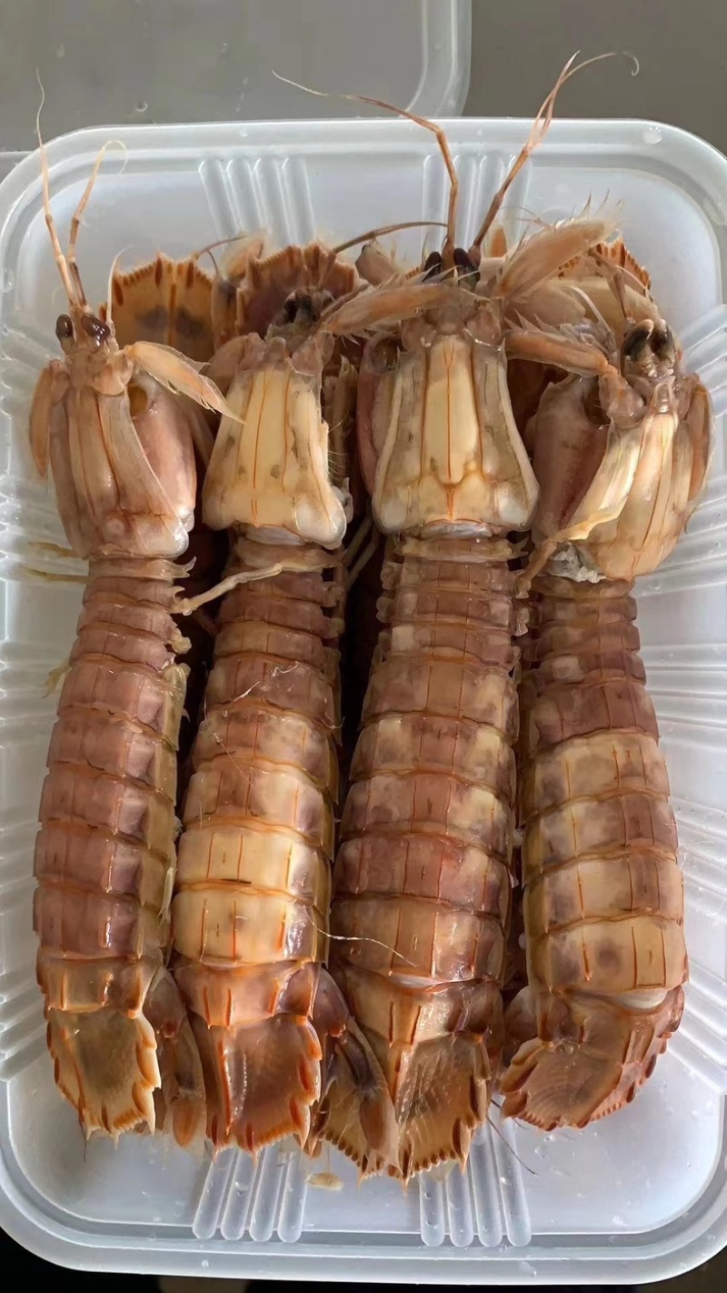 皮皮虾虾爬子带膏皮皮虾虾姑虾婆江苏水产基地直发