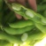 云南弥渡绿皮白米蚕豆大量上市代办代收一条龙服务欢迎联系