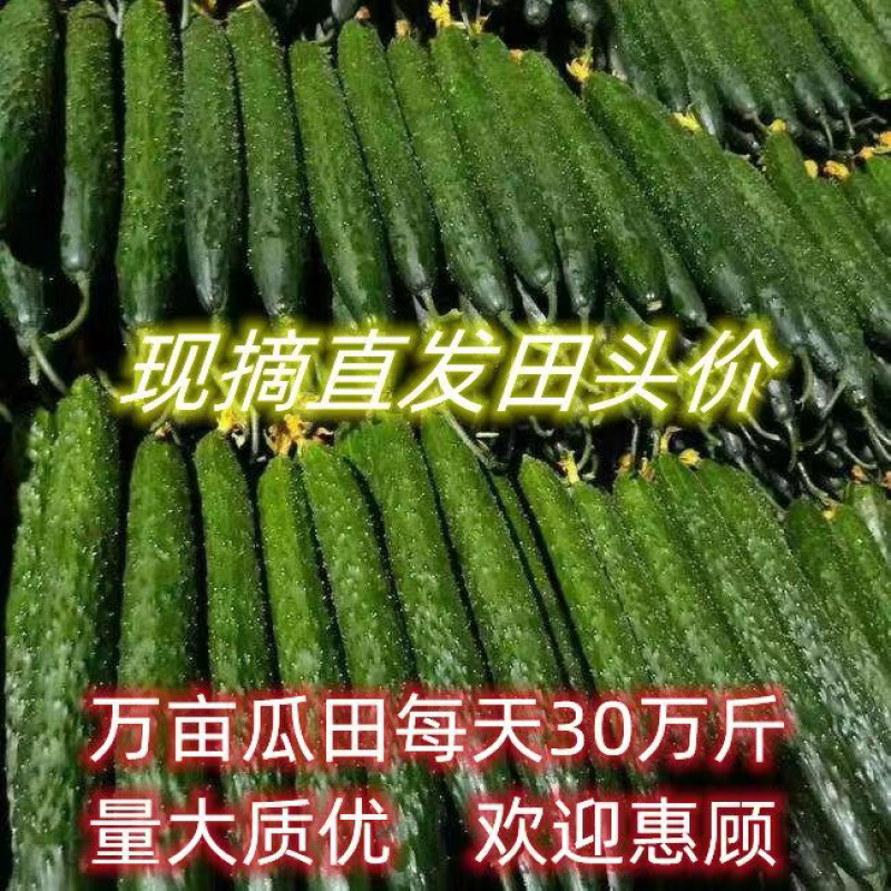 基地直发河南密刺黄瓜绿肉货优欢迎各位老板采购