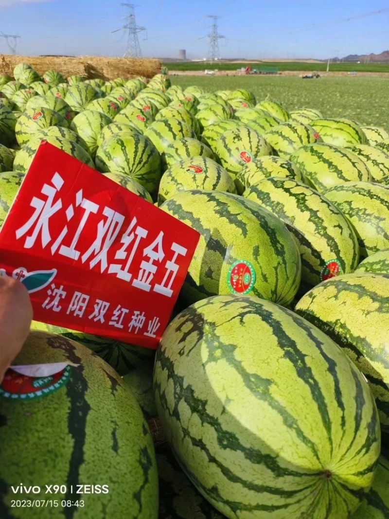永江双红金五西瓜种子大果型大红瓤口金城五号西瓜种子