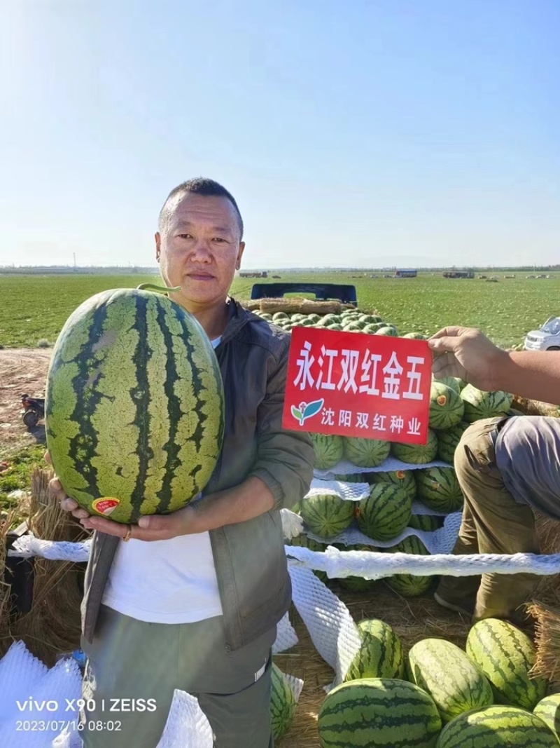 永江双红金五西瓜种子大果型大红瓤口金城五号西瓜种子