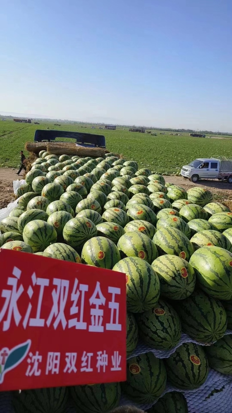 永江双红金五西瓜种子大果型大红瓤口金城五号西瓜种子