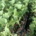 玉菇，久红瑞，西瓜，博洋九各种甜瓜苗，大量有货，欢迎咨询