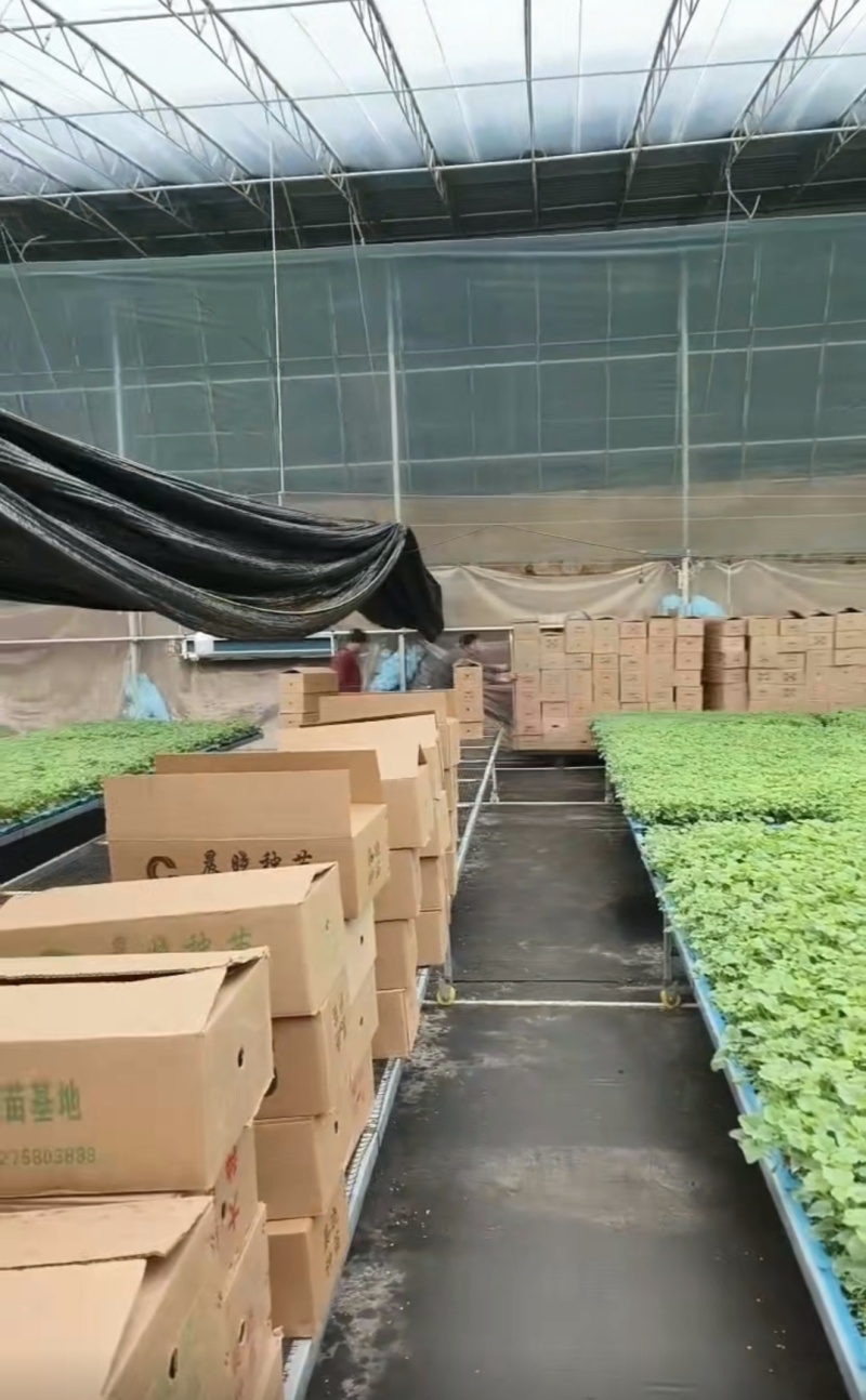 玉菇，久红瑞，西瓜，博洋九各种甜瓜苗，大量有货，欢迎咨询