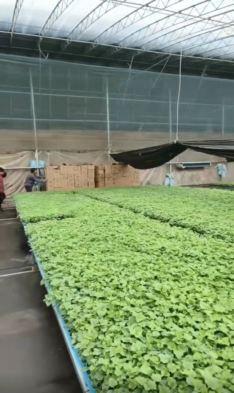 玉菇，久红瑞，西瓜，博洋九各种甜瓜苗，大量有货，欢迎咨询
