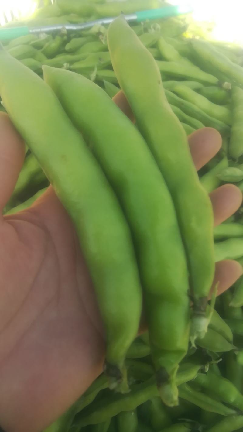 云南弥渡绿皮白米蚕豆大量上市代办代收一条龙服务欢迎联系
