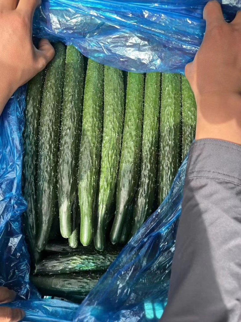 基地直发河南密刺黄瓜绿肉货优欢迎各位老板采购