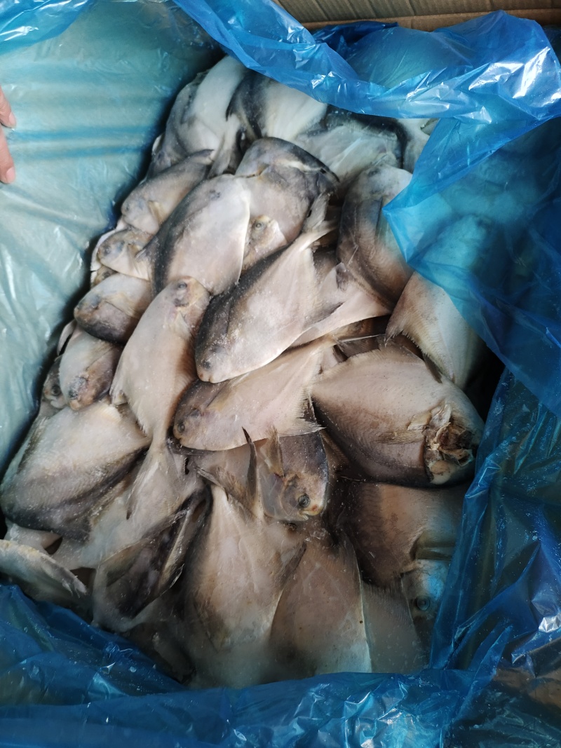 1/2两，2/3两冷水，带鳞拖网船冻鲳鱼，各种规格都有