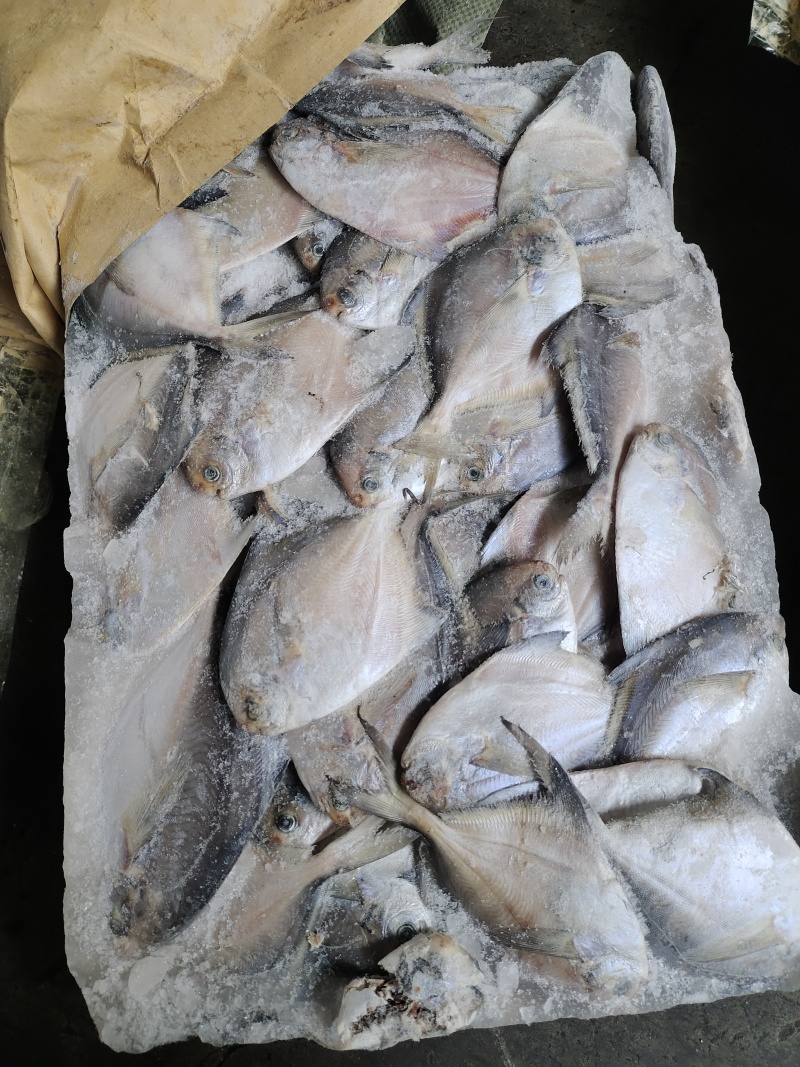 1/2两，2/3两冷水，带鳞拖网船冻鲳鱼，各种规格都有