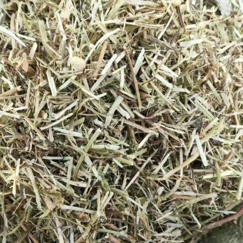 【优质花生秧】坐标南阳方城县量大质优价格可谈可咨询