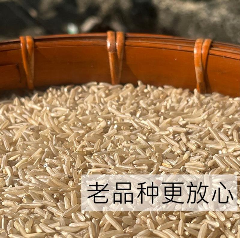 自产自销大量现货优质糙米