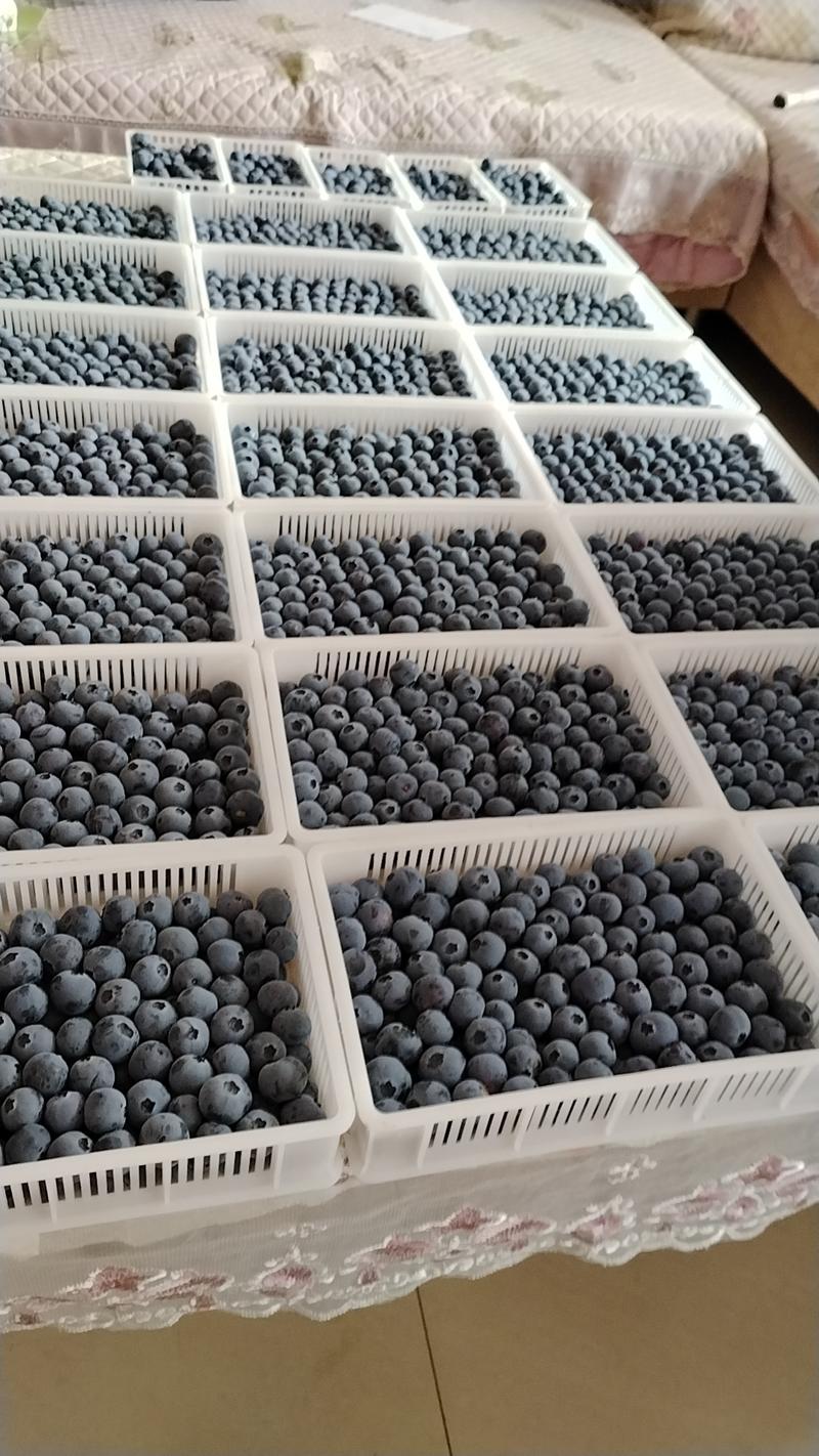日照市莒县蓝莓大量上市。需要联系。
