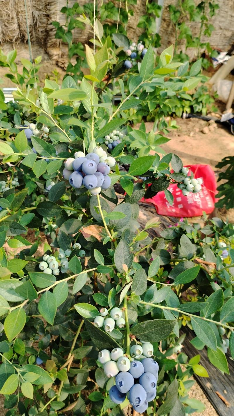 日照市莒县蓝莓大量上市。需要联系。