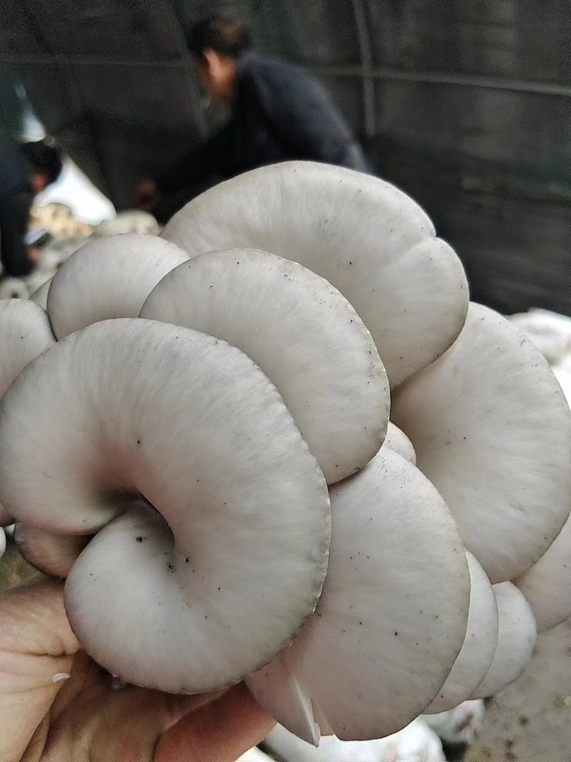 河北精品平菇食用菌基地产地发货自产自销欢迎考察