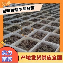 精品平菇基地发货量大从优欢迎全国老板前来考察洽谈合作