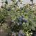 云南玉溪星湖优瑞卡蓝莓大量上市产地直发新鲜采摘量大从优