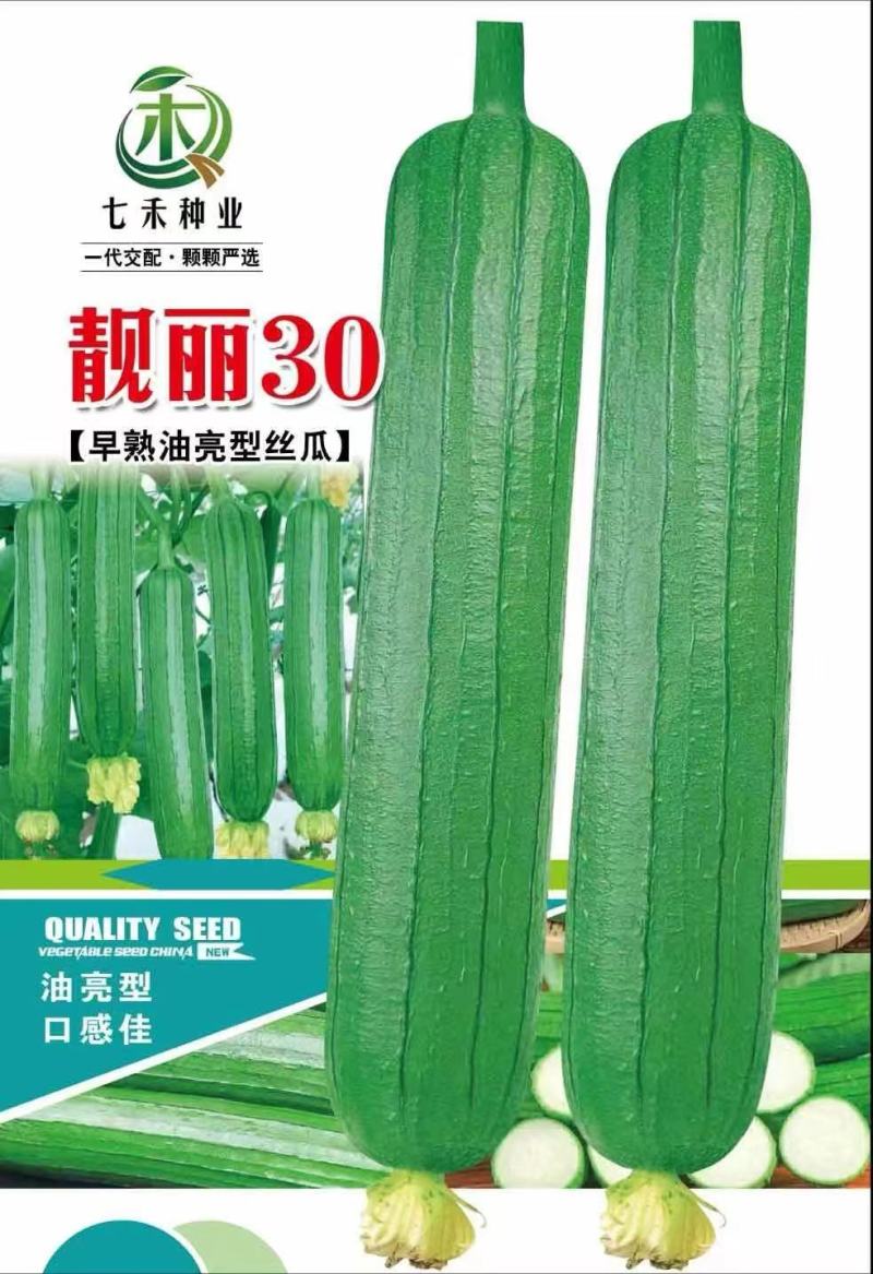 丝瓜种子靓丽30早熟油亮型口感好强雌座果率强抗病