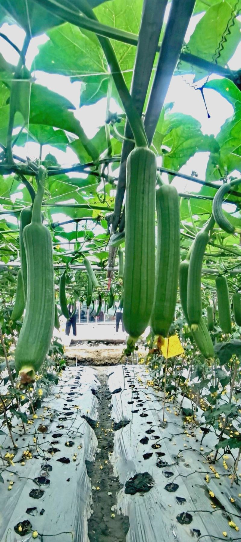丝瓜种子靓丽30早熟油亮型口感好强雌座果率强抗病