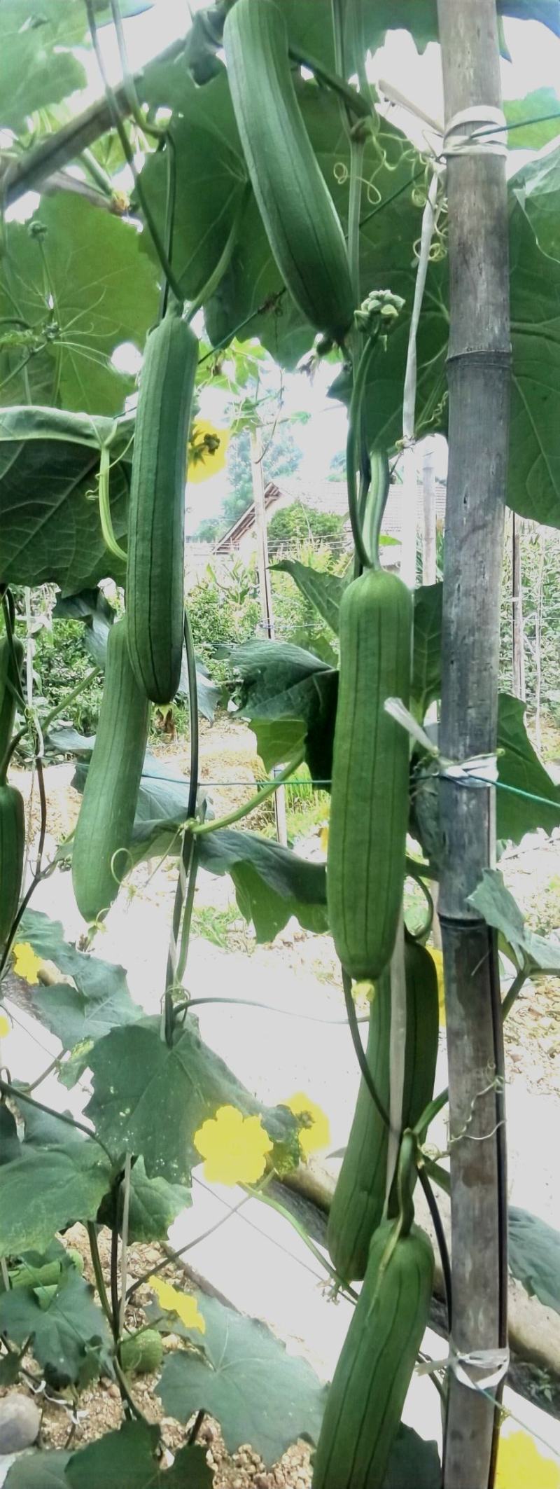 丝瓜种子靓丽30早熟油亮型口感好强雌座果率强抗病