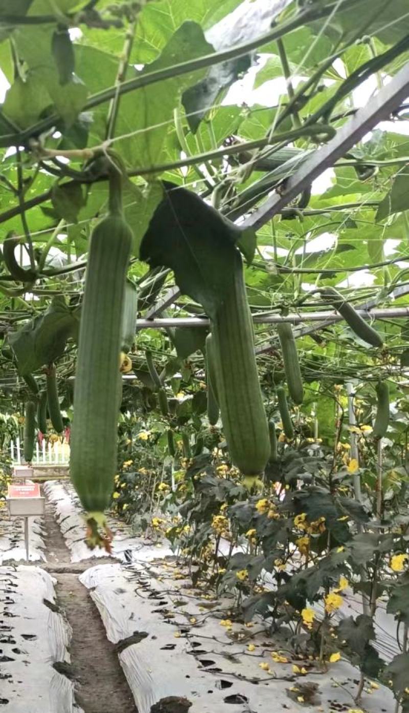 丝瓜种子靓丽30早熟油亮型口感好强雌座果率强抗病