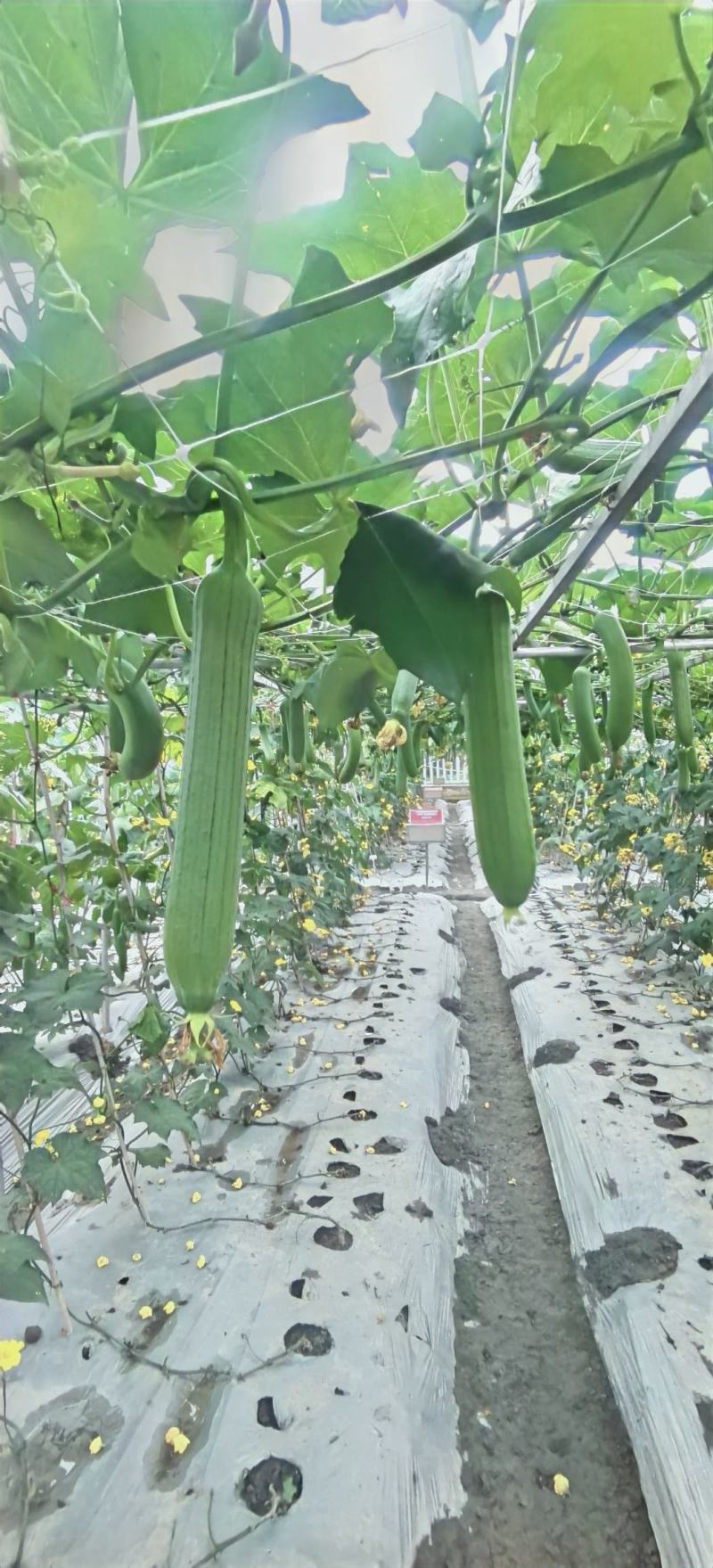 丝瓜种子靓丽30早熟油亮型口感好强雌座果率强抗病