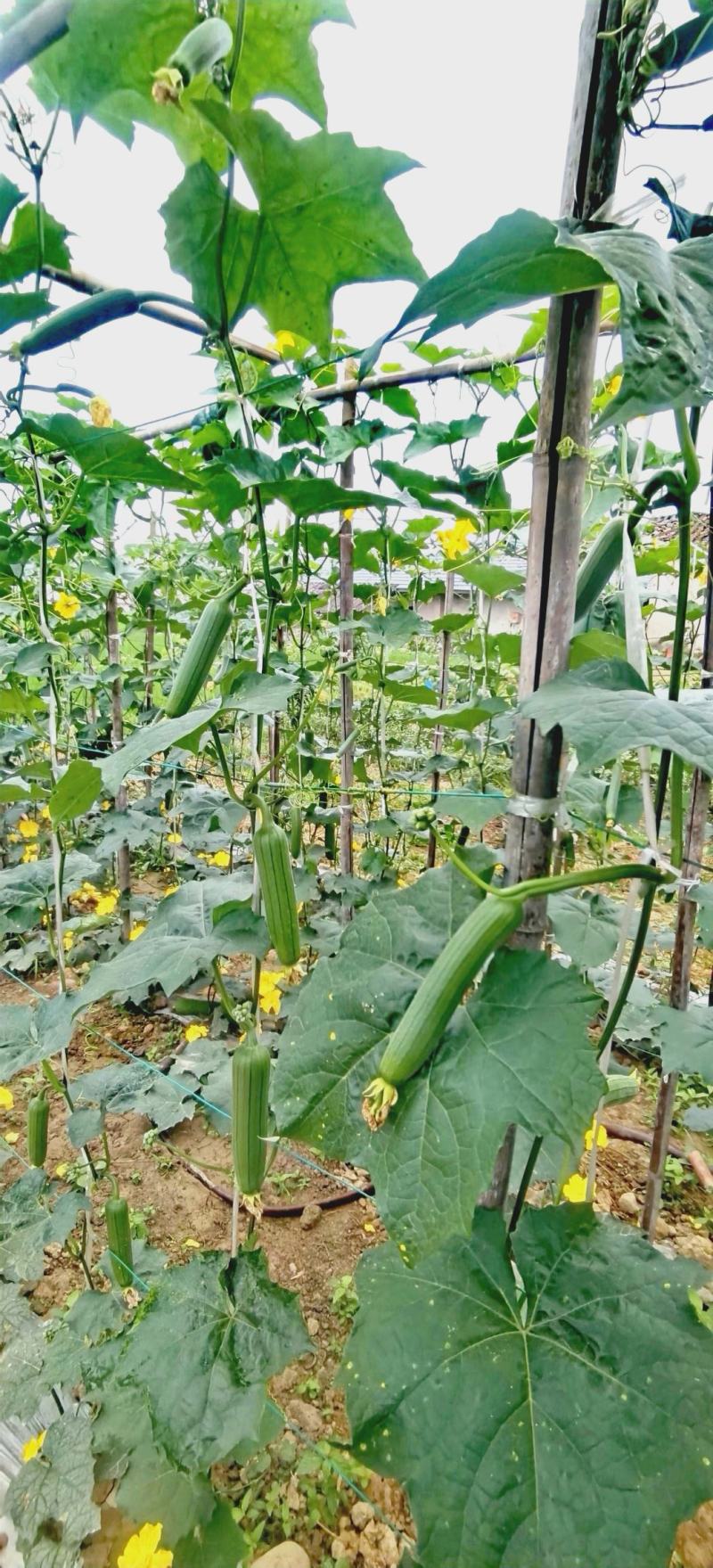 丝瓜种子靓丽30早熟油亮型口感好强雌座果率强抗病