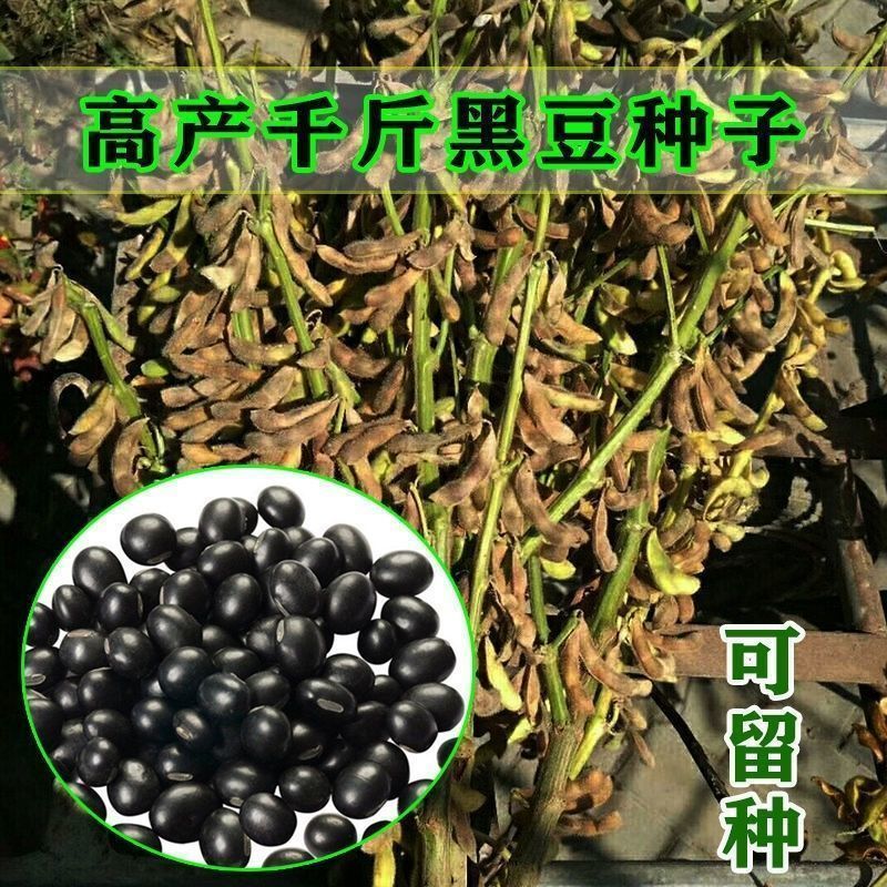 黑豆种子优质高产农家大田绿芯大黑豆种籽豆类非转基因豆蔬菜