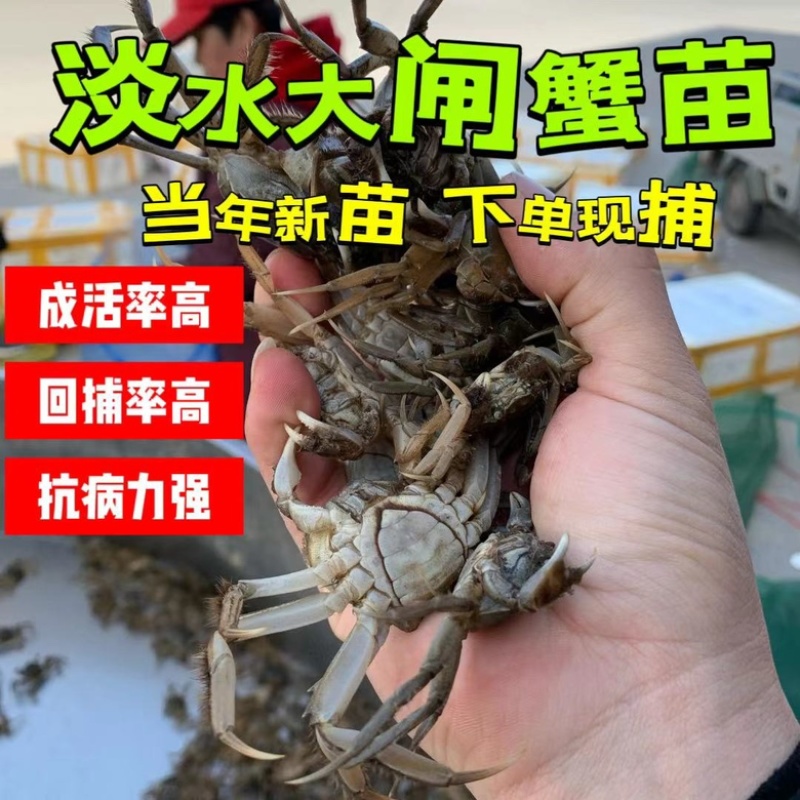 宠物小螃蟹，小蟹苗，迷你小螃蟹