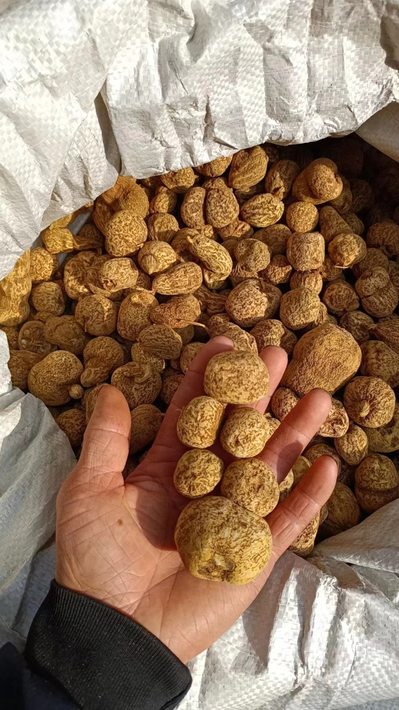 金果榄地苦胆包邮地道原药材产地直供量大从优