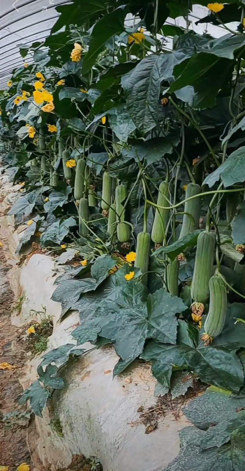 丝瓜种子早优25短棒肉丝瓜早熟瓜码密连续座瓜力强硬果