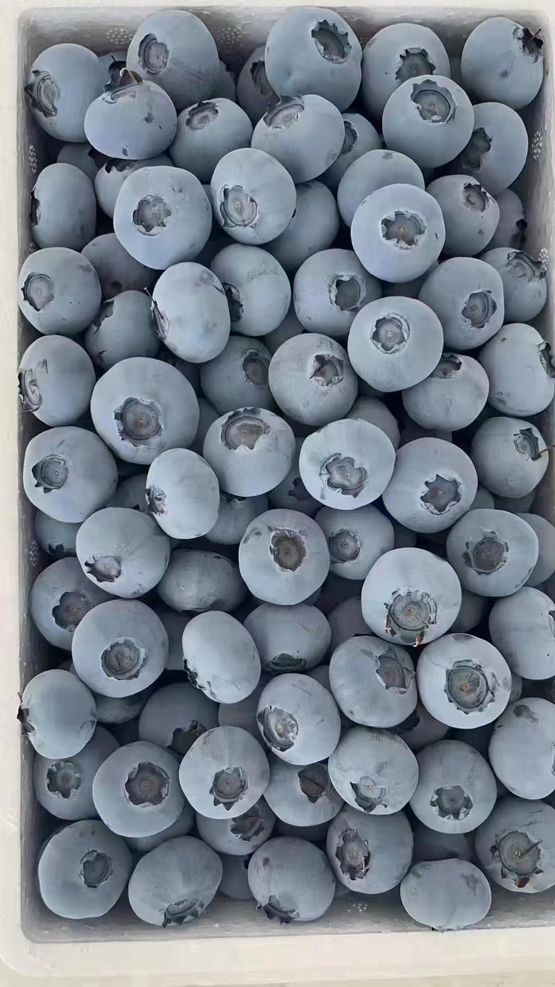 莱克西蓝莓山东蓝莓产地现货一手货源保质保量色泽美