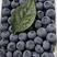 莱克西蓝莓山东蓝莓产地现货一手货源保质保量色泽美